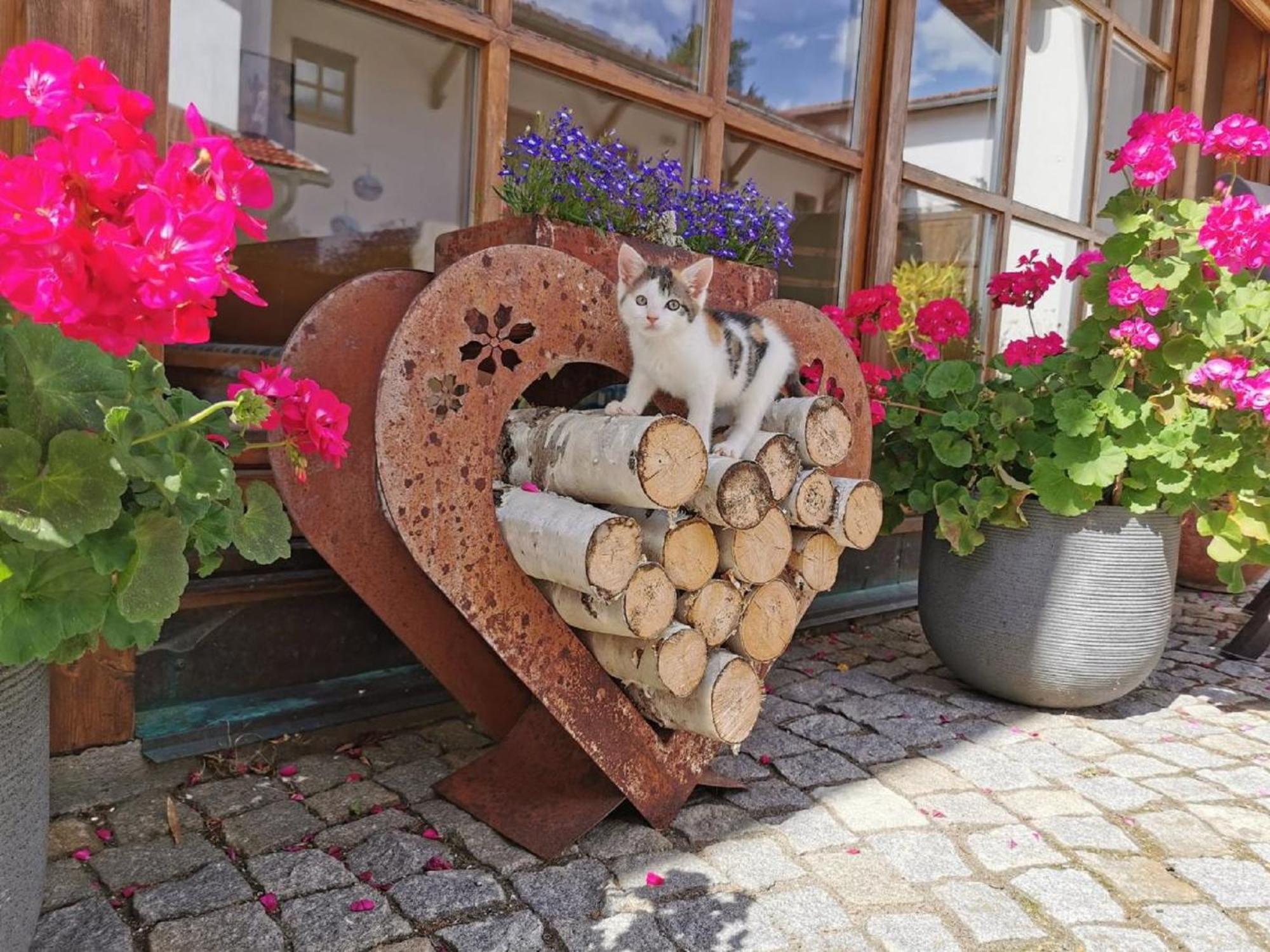 Bauernhof Suesshof Apartamento Zwiesel Exterior foto